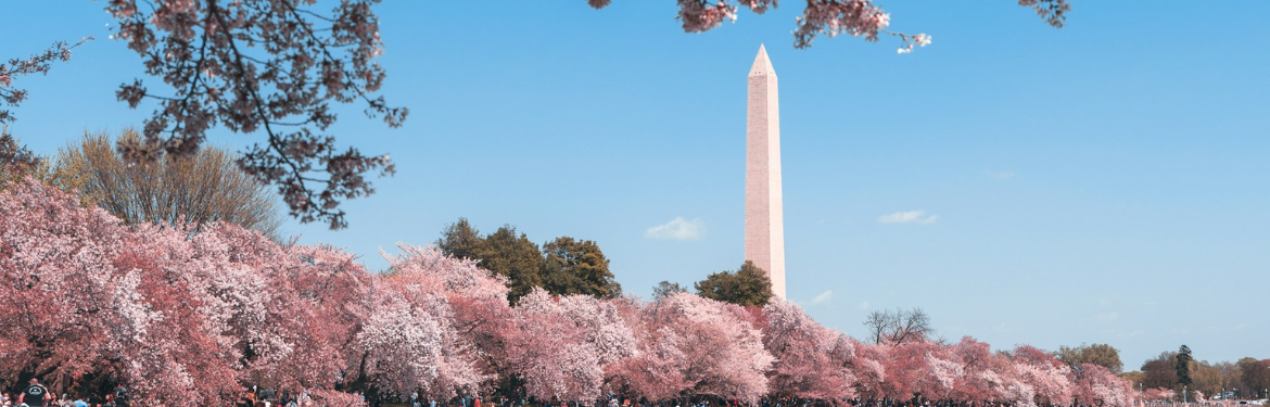 Image of Washington Monument with DC's iconic pink cherry trees in the foreground