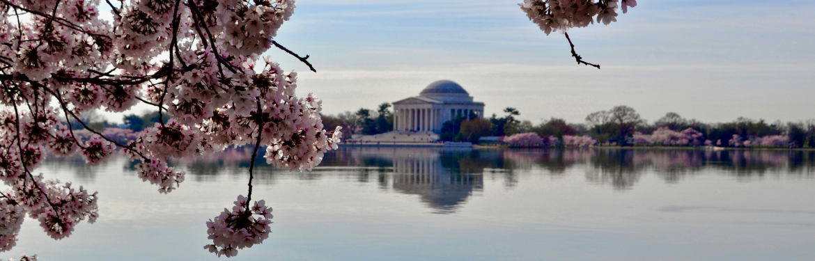 Image of DC in the background, slightly blurred. A part of DC's iconic pink cherry tree in the foreground