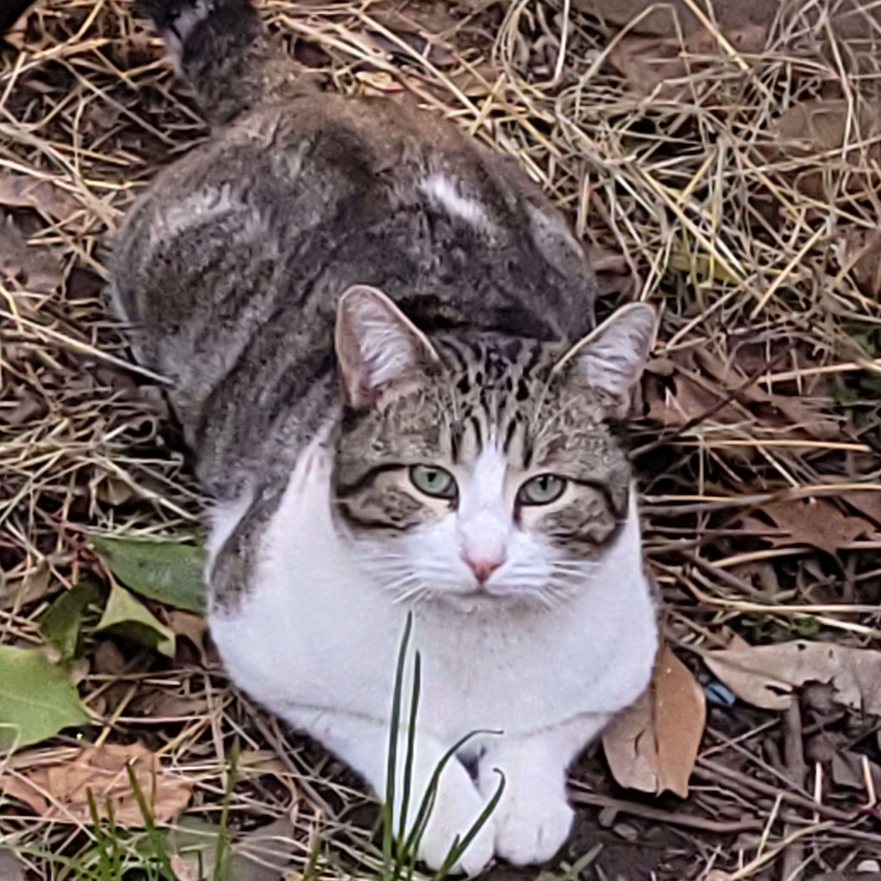 Calico cat walking around