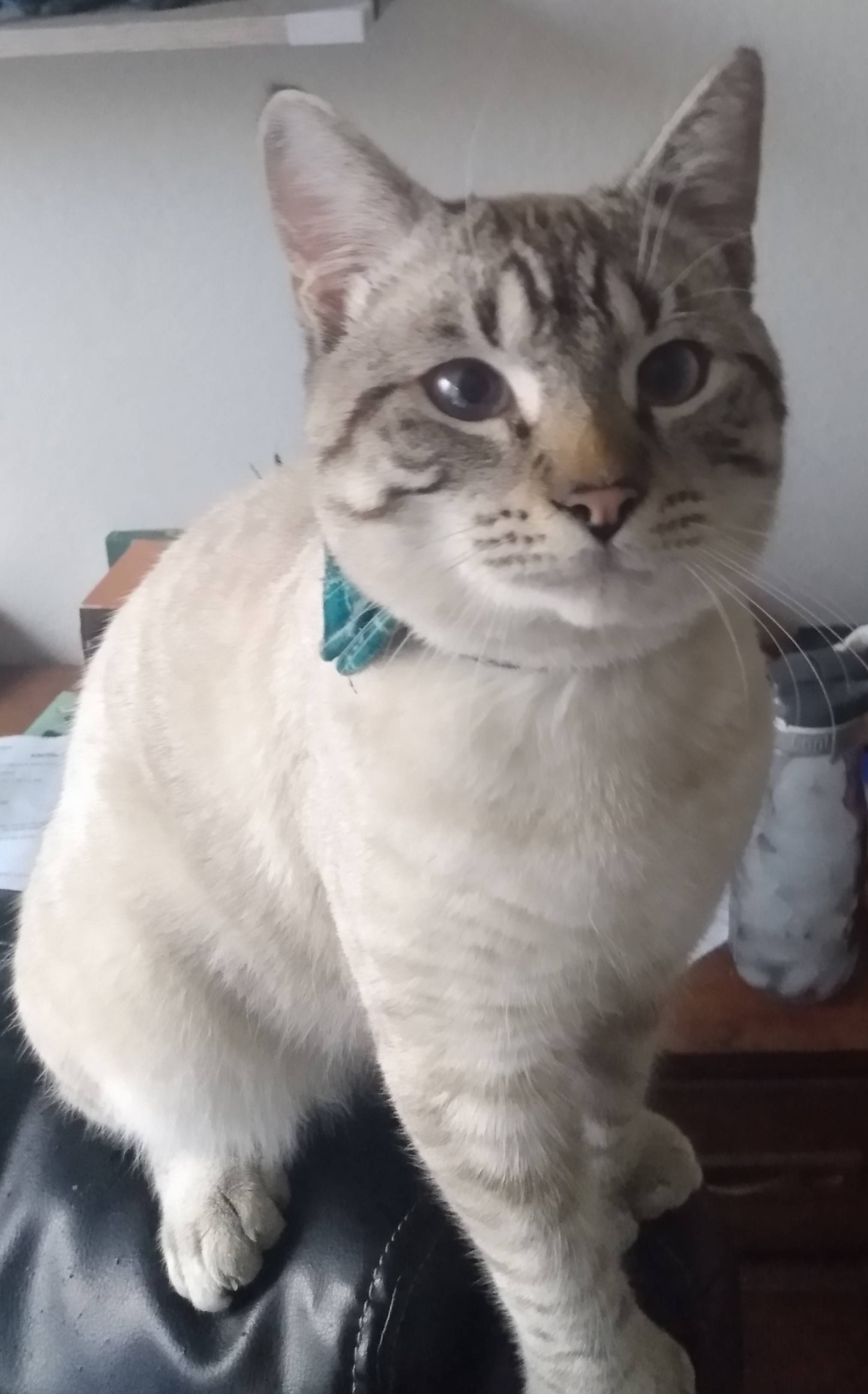 White and gray cat looking like a very pretty little kitty with a bowtie