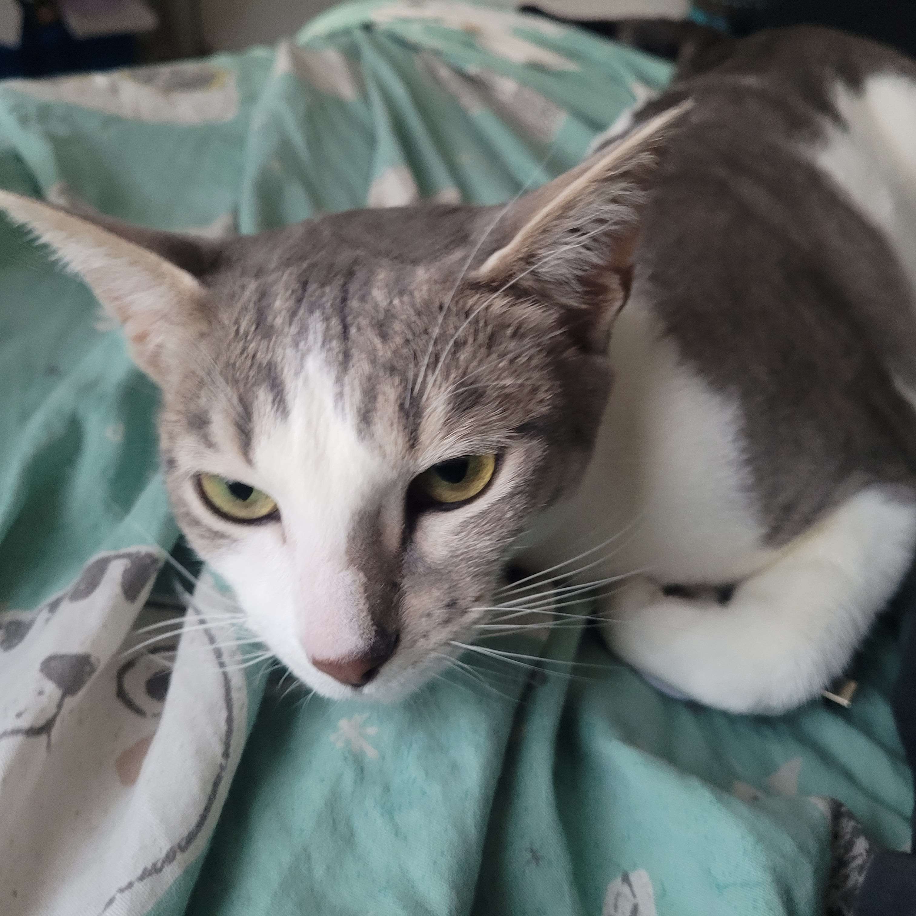 Gray and white cat laying down