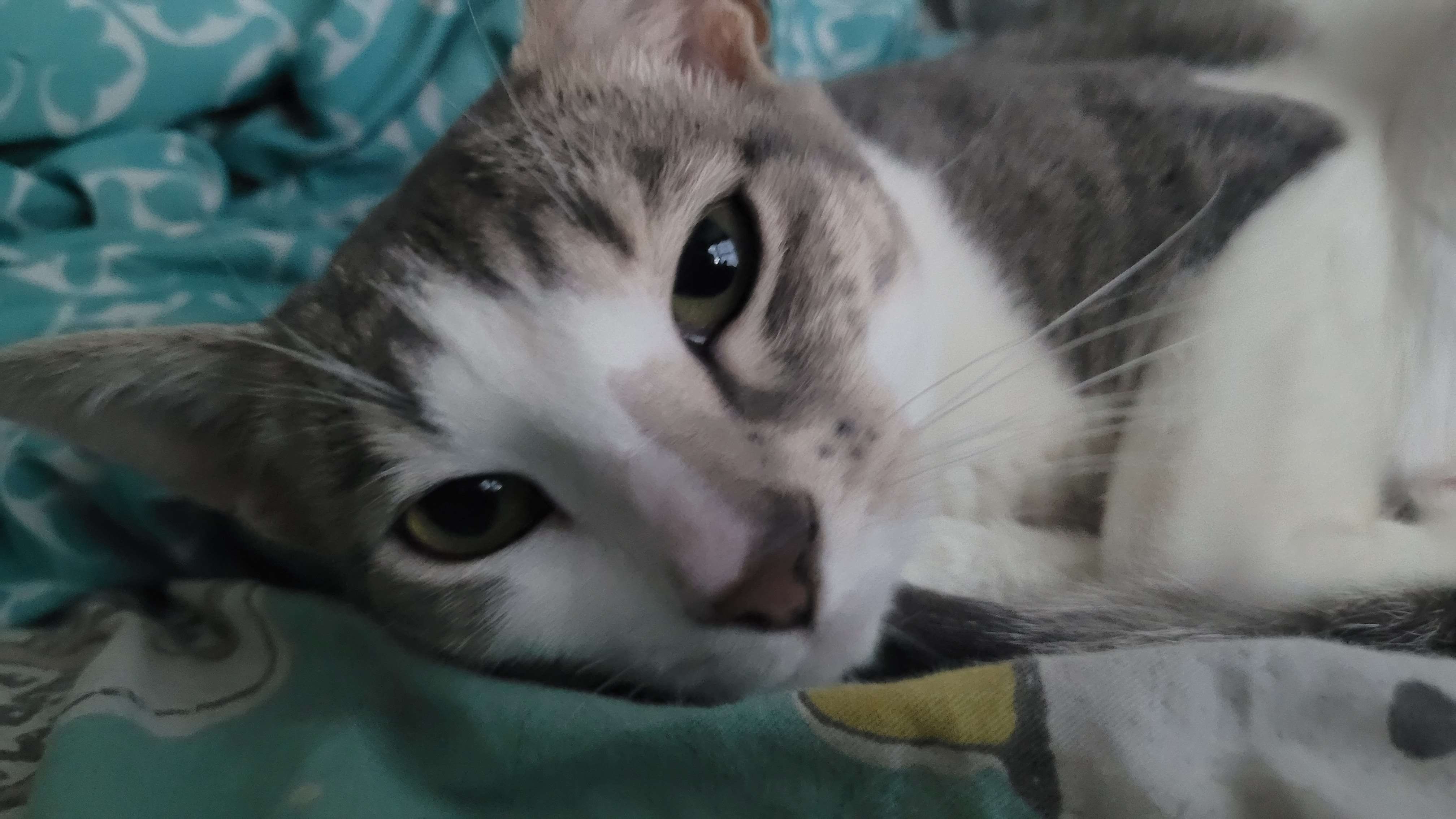 Gray and white cat laying down while looking at camera
