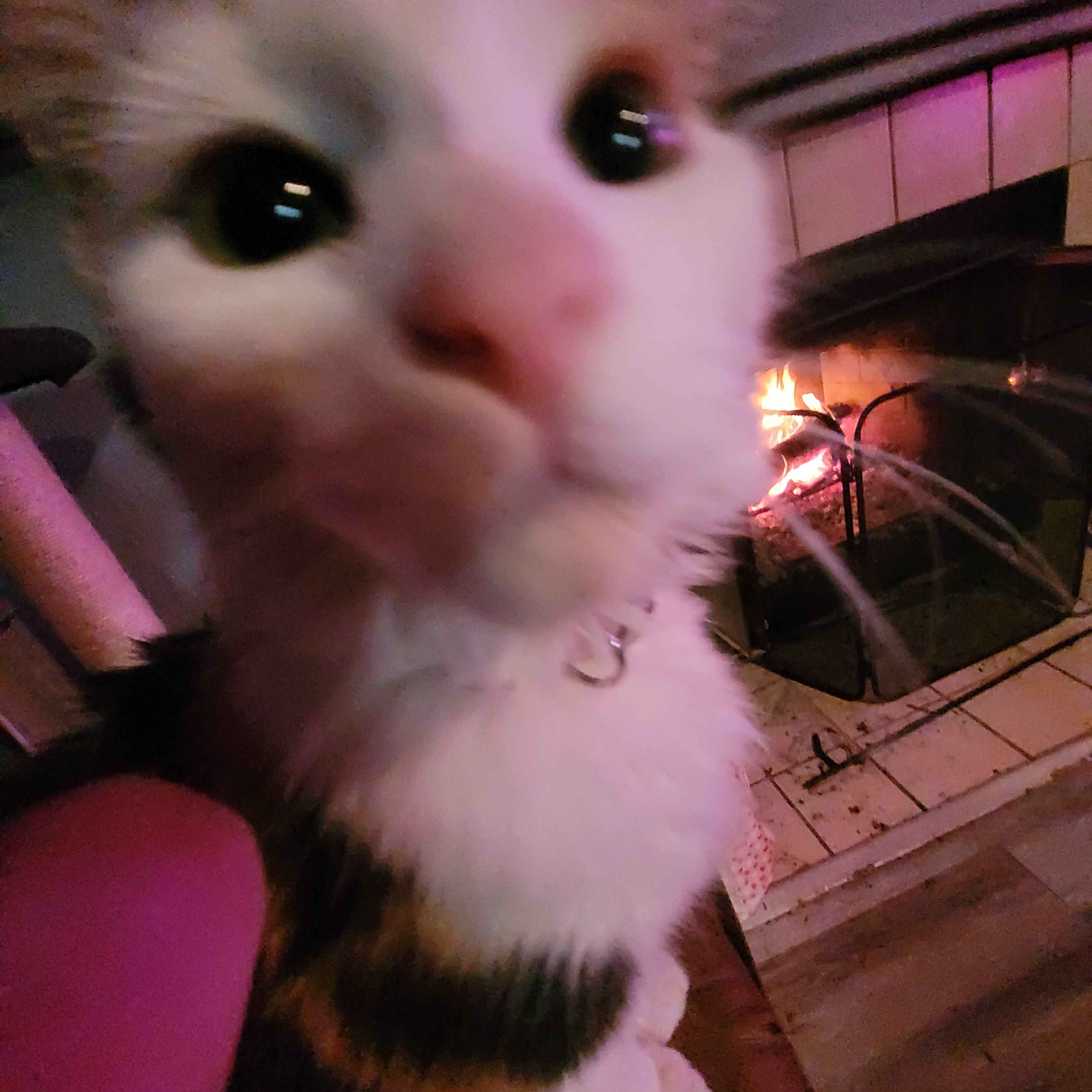Small Calico Cat very close to the camera