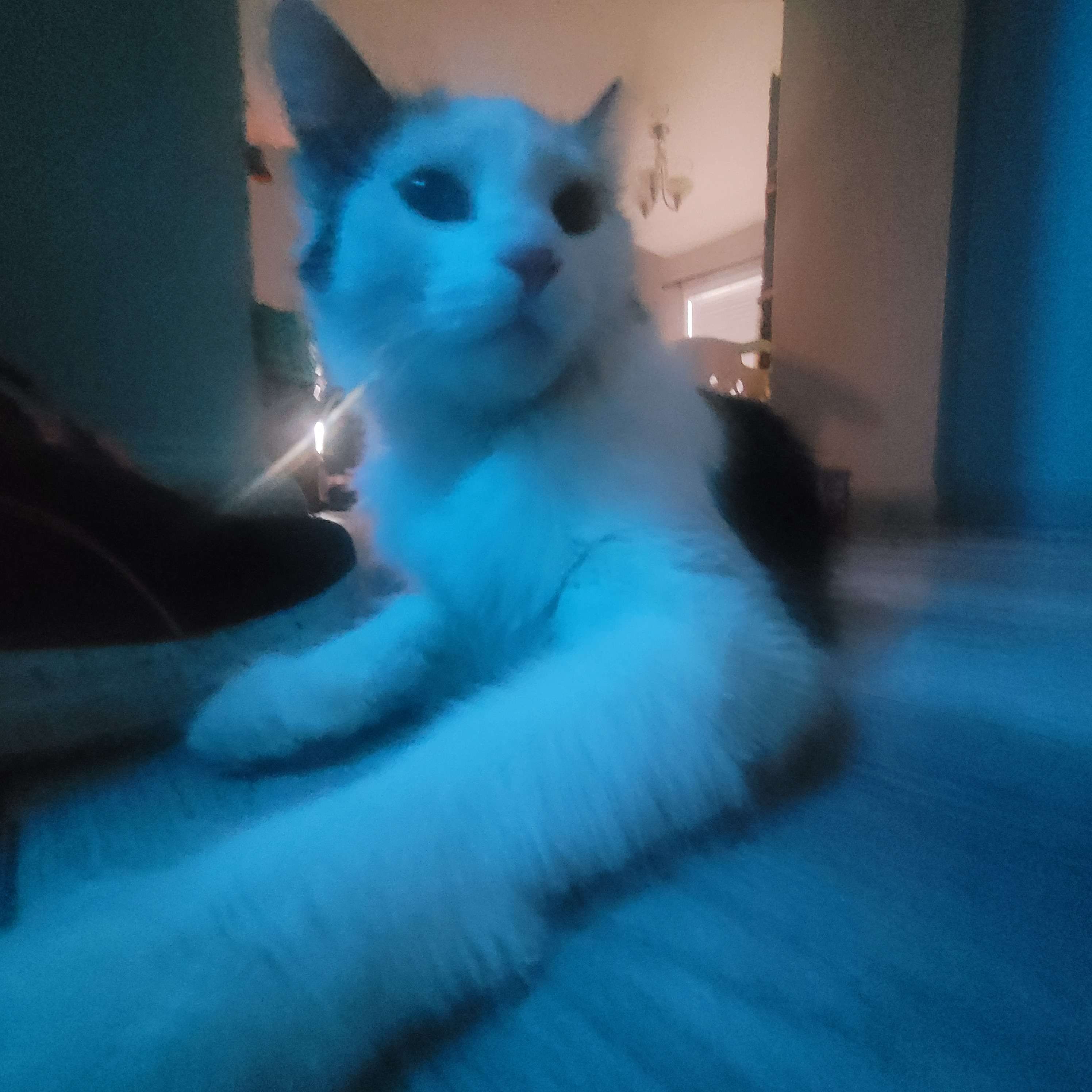 Small calico cat in blue lighting with .5x zoom