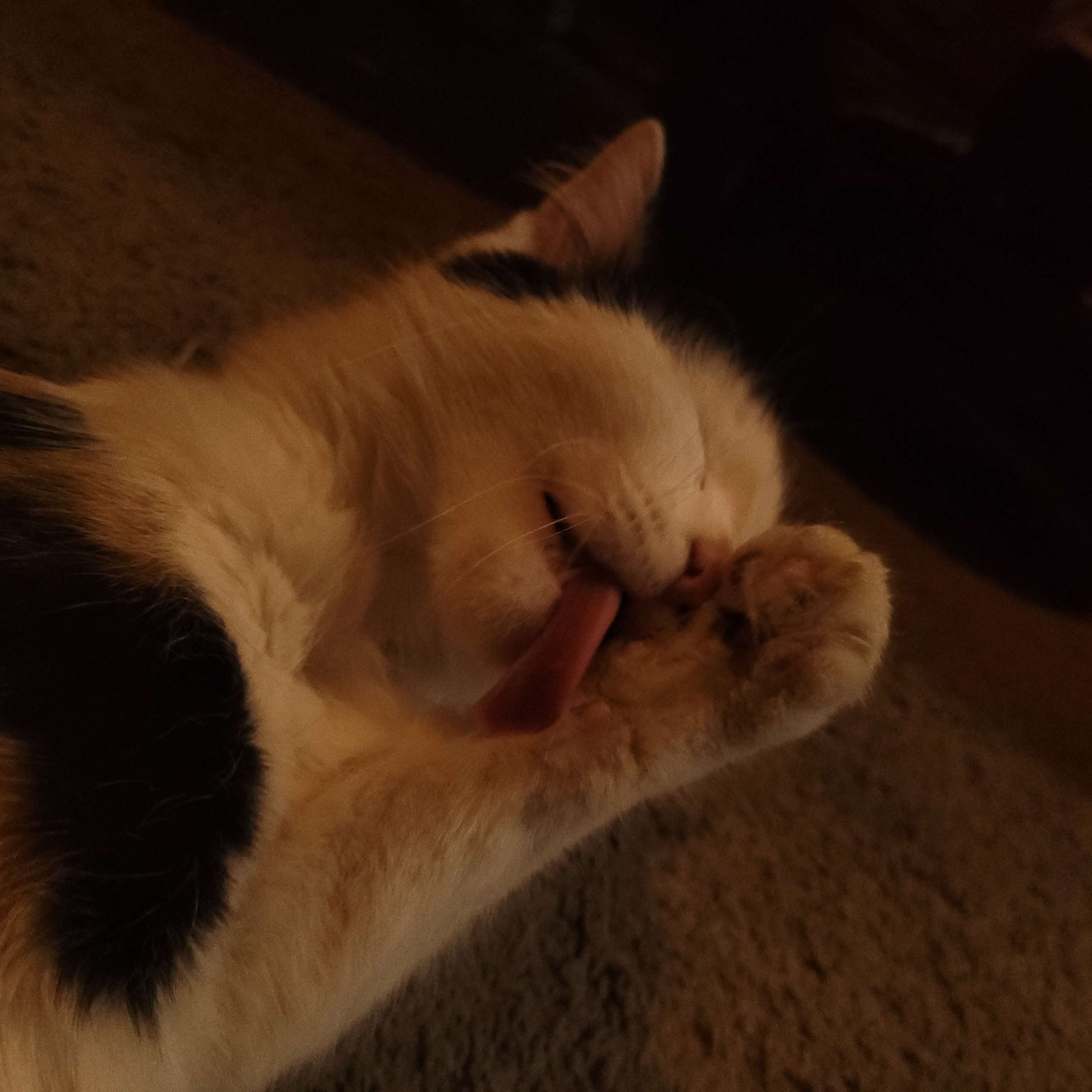Small calico cat in moody lighting licking her paw