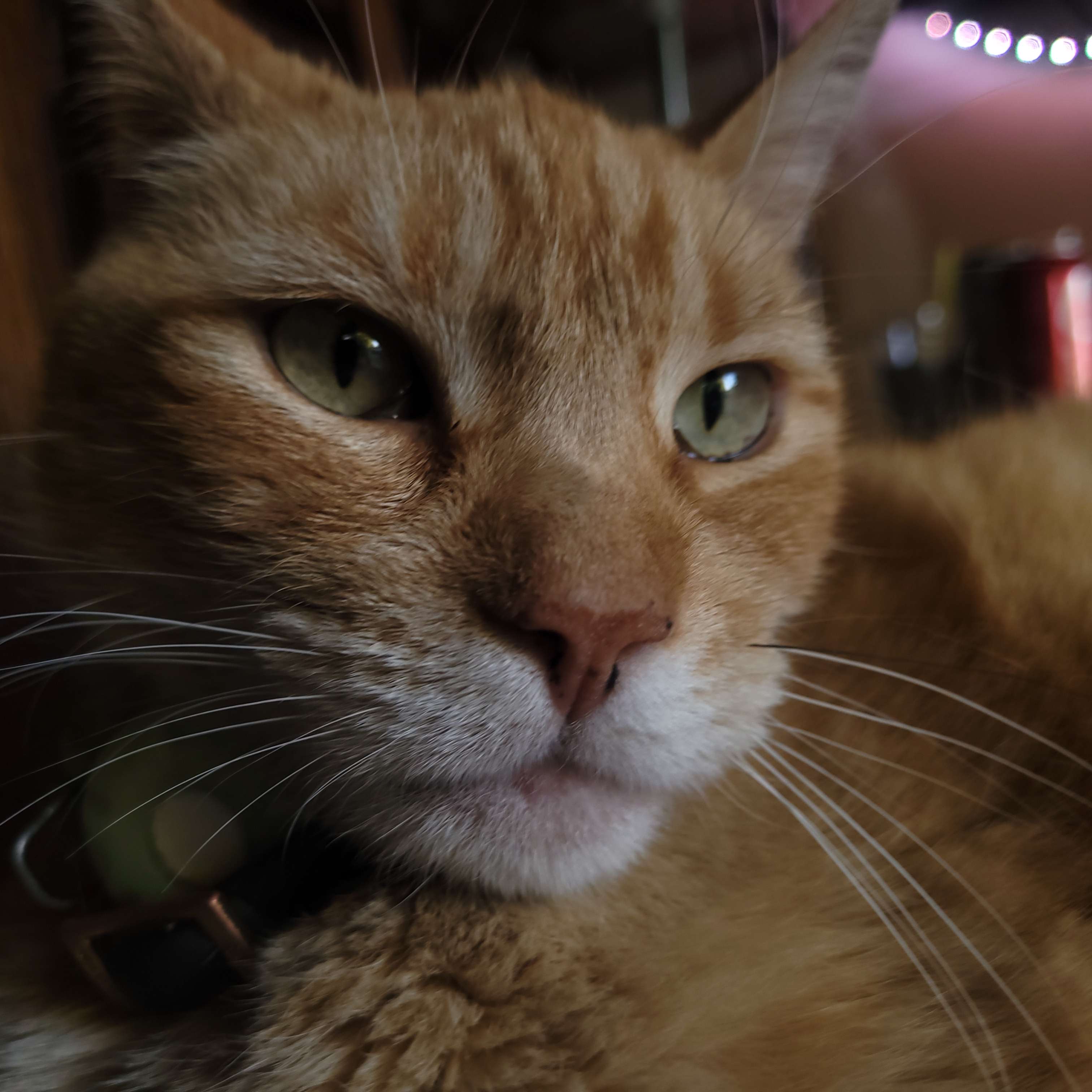Orange cat staring into camera