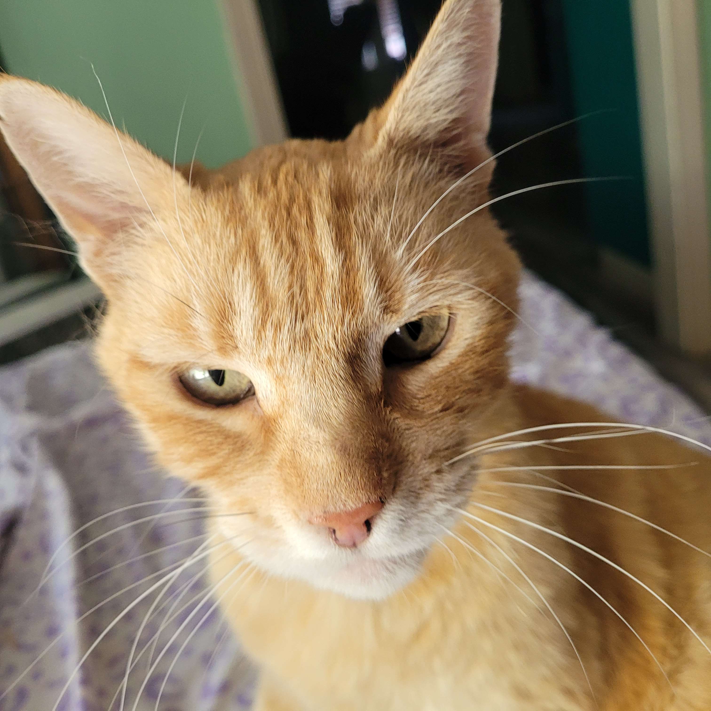 Orange cat staring into camera with Rage