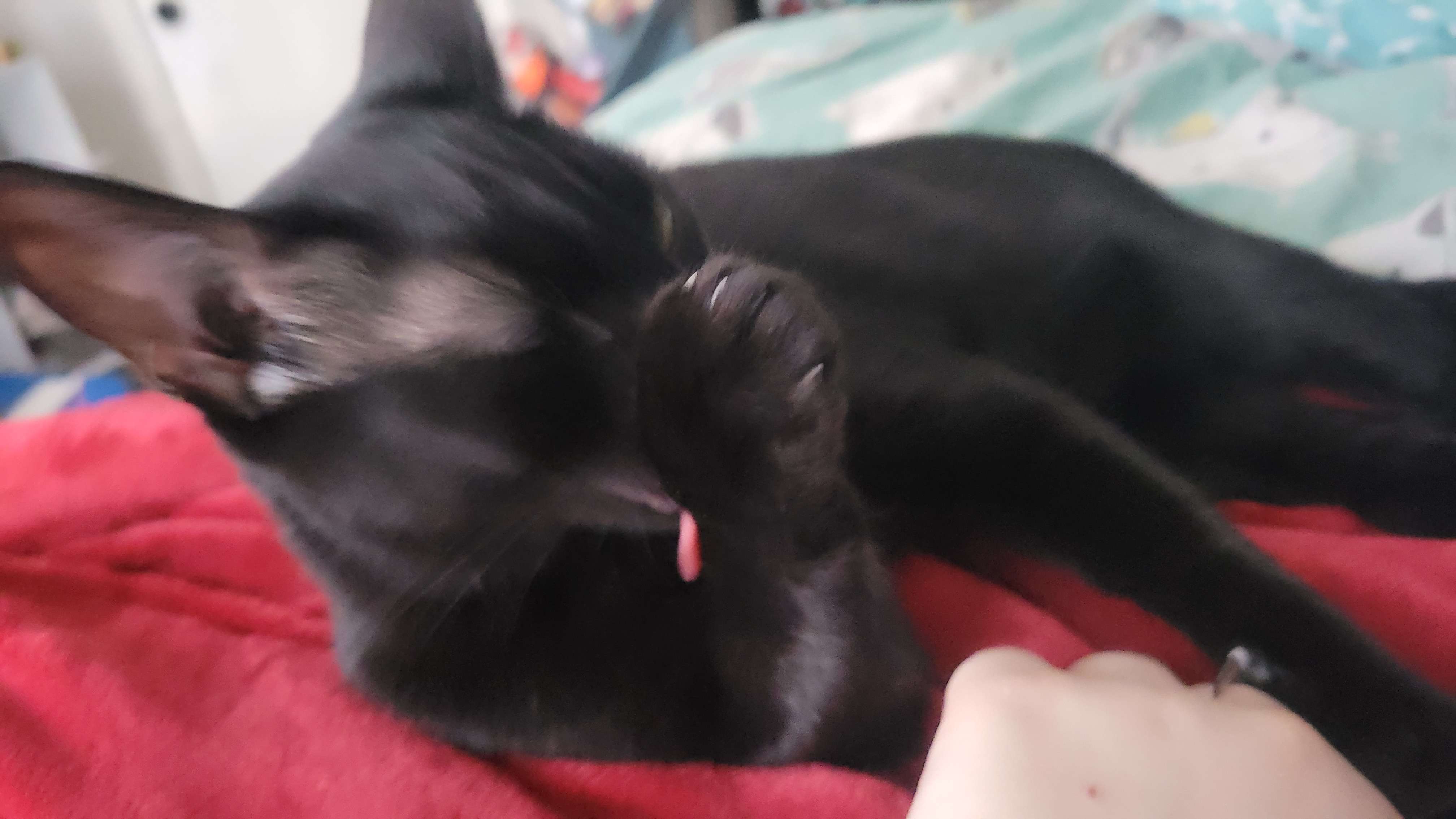Black cat licking their paw