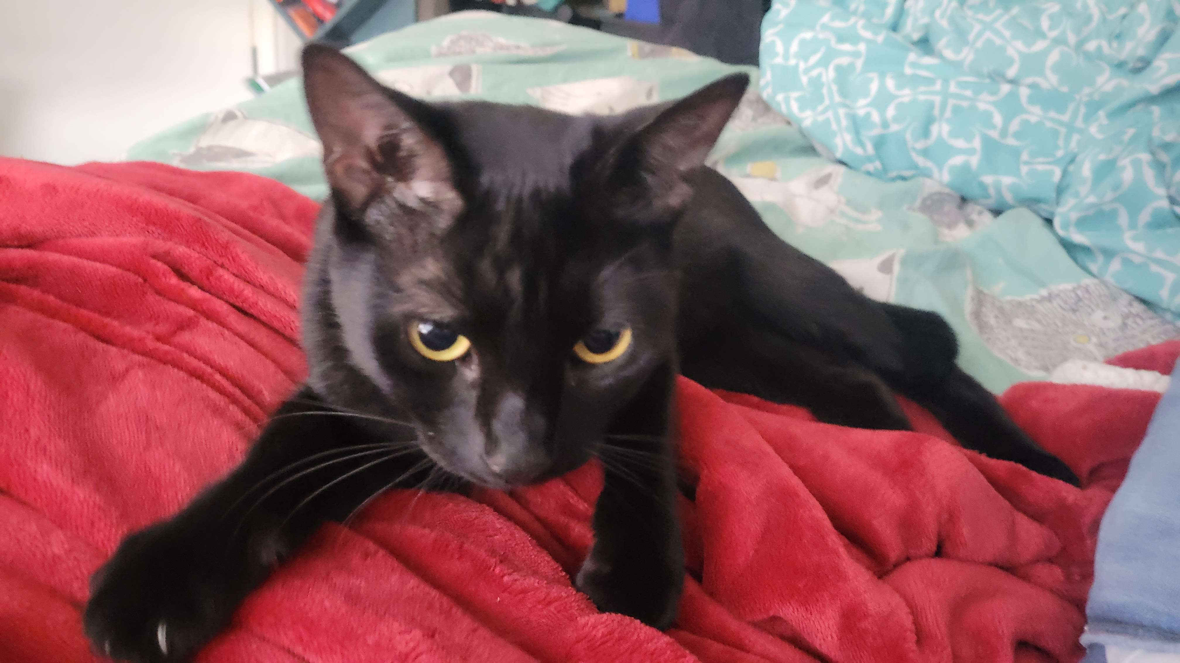 Black cat looking at camera while laying down
