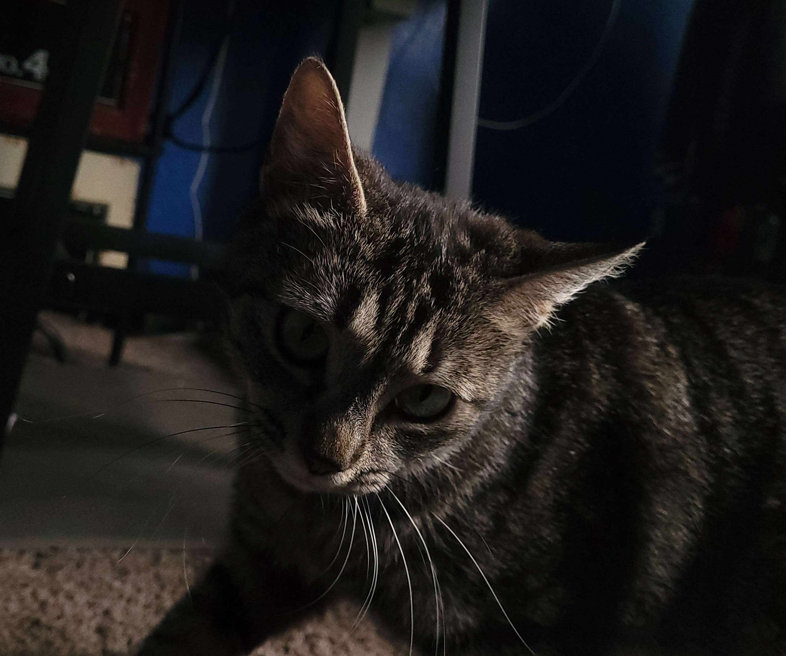 Gray tabby cat in intense and dark lighting