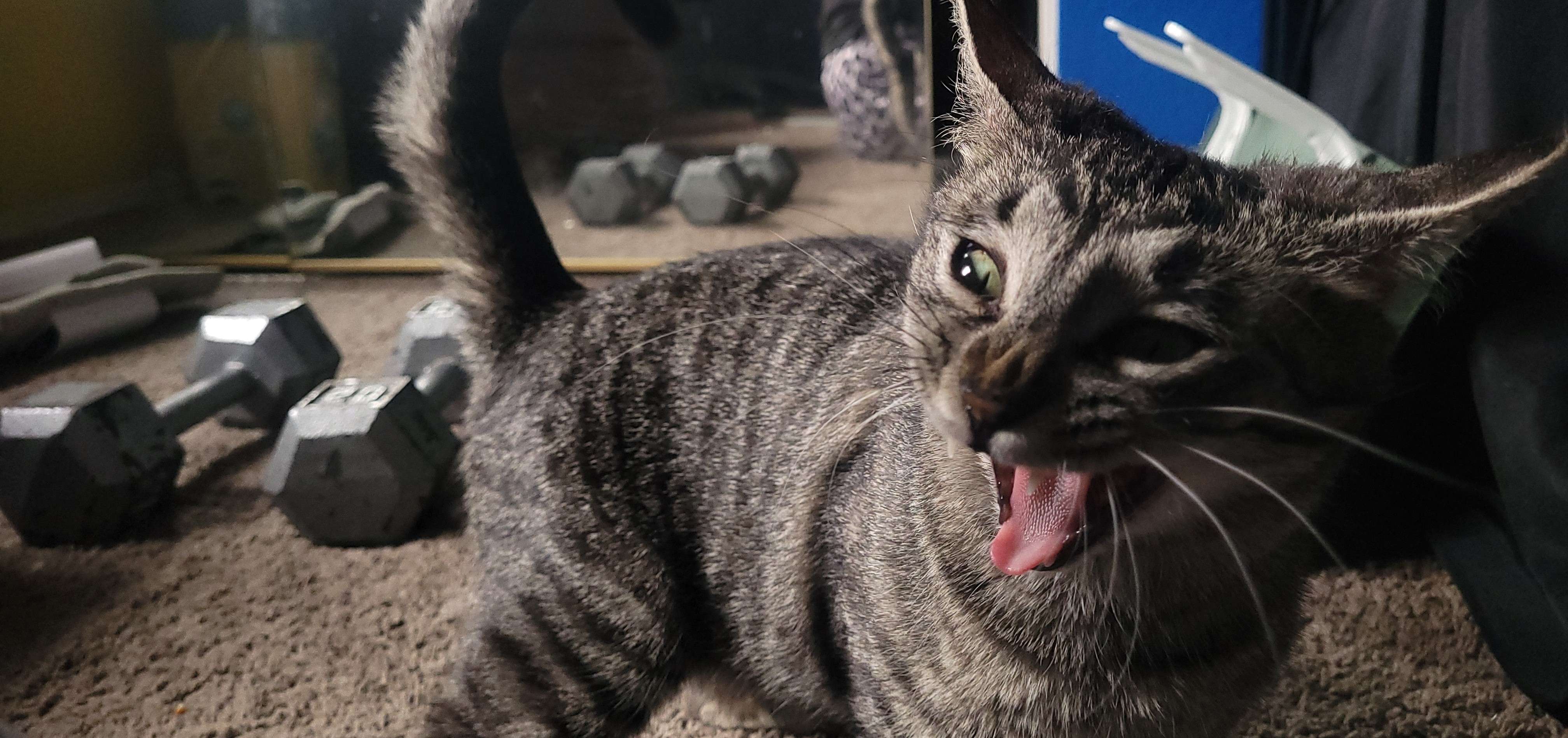 Gray tabby cat in the middle of a big yawn
