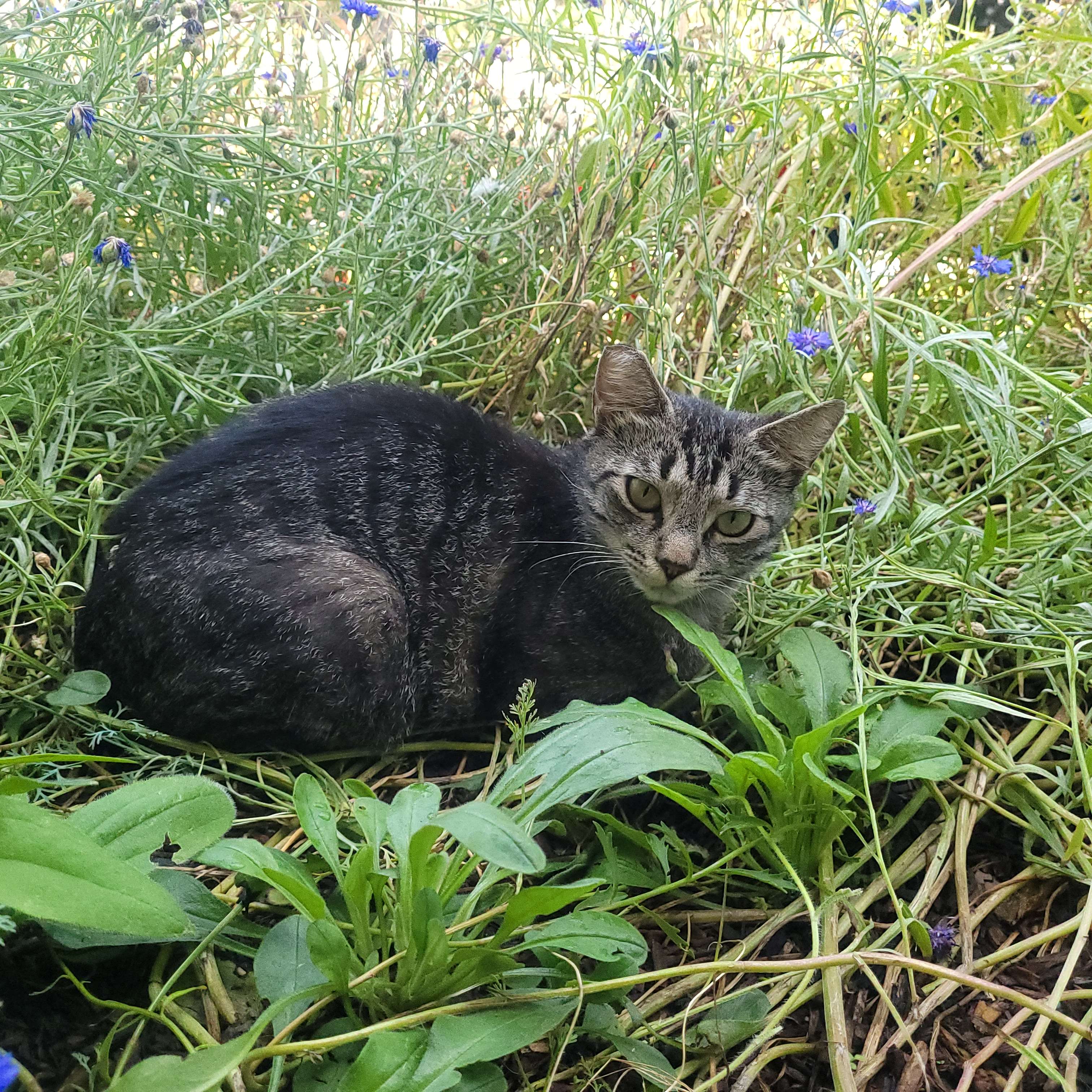 Oliver