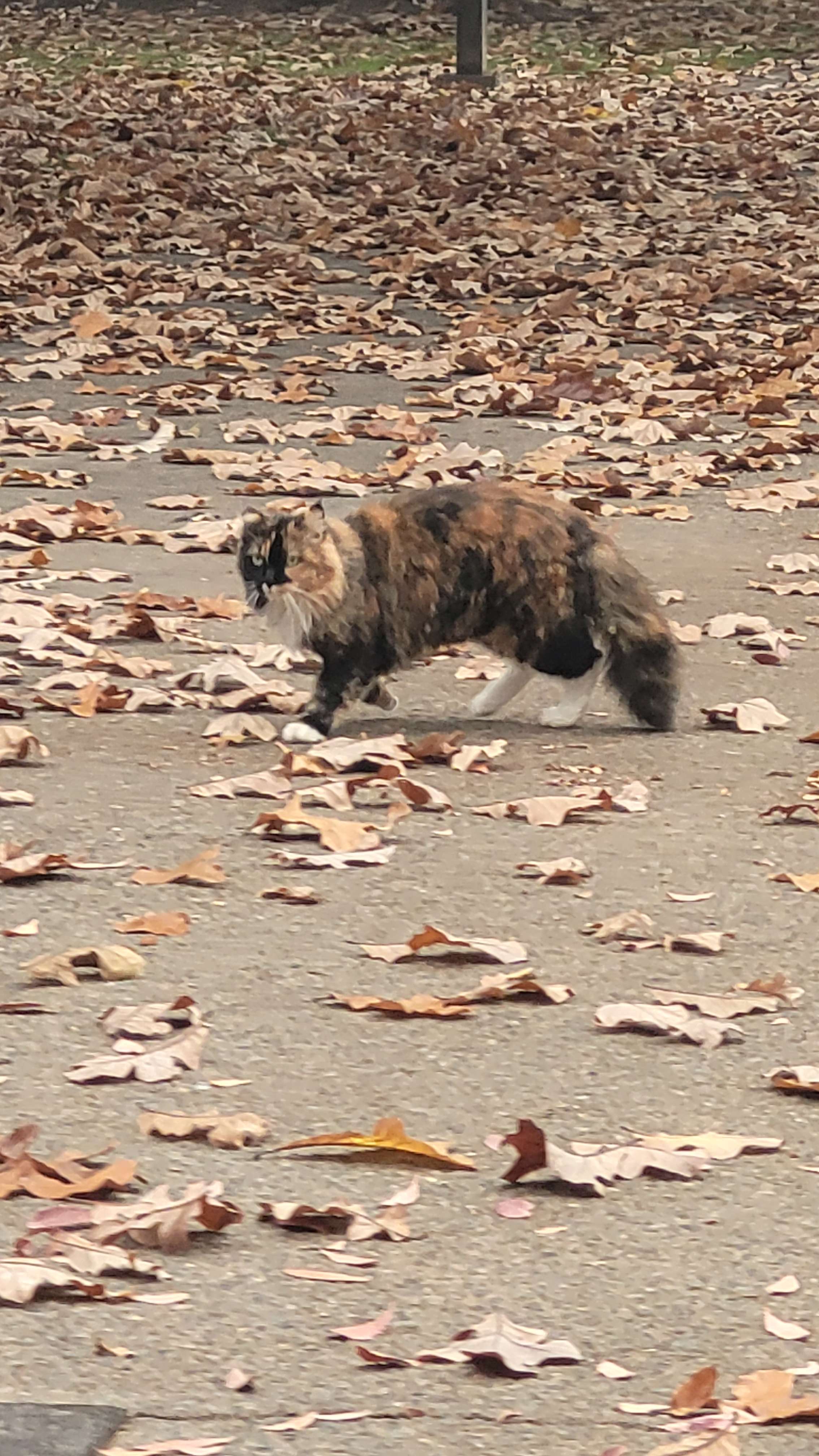 Fluffy Calico walking across some leaves